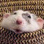 the rat