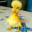 Ducky