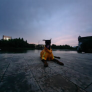 叭叭就打爆你的狗头