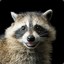 Raccoon ✪ CSGODose.com