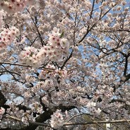 梨花溅雨意笙歌
