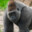 CRAZY GORILLA
