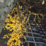 只待陈年对镜念伊人