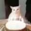 No puedo es el cumple de mi gato