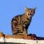GatoTechero