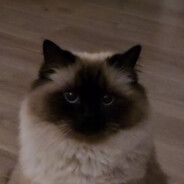 Mufleh's avatar