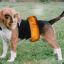 frodog_beagle