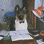 Hell Dogo