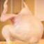 Twerking Chicken