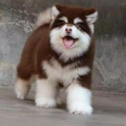 土豆土豆哈密瓜