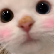 我有一朵小猪花