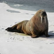 Walrus