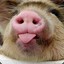 friendly piggy :P