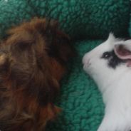 Степан красавчик