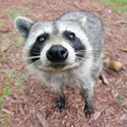 the danish racoon