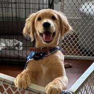 StrayDogNOLA
