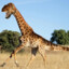 Girraffesaur