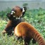 Red Panda POUNCE