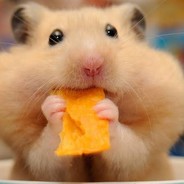 nomnom