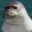 Monk Seal