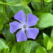 Greater Periwinkle