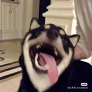 翻斗花园胡图图