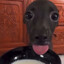 POOTIS XD
