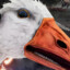 Goose