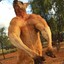 Kangaroo