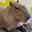 Monkey_man1210