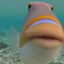 humuhumunukunukuapua&#039;a