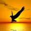 Bird sei!