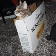 Kissa