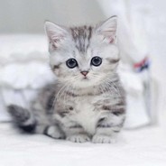 全宇宙最机智小豆大人