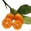 Stickykumquat