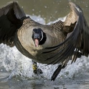 Гусь агрессивный