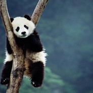 Dan
