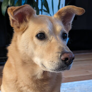Toby