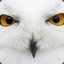 SnowyOwl