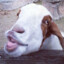 ♥Throat Goat♥