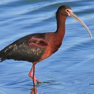 The Glossy Ibis