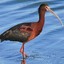 The Glossy Ibis