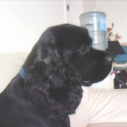 梦是最简单的催泪弹