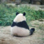 panda triste