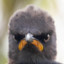 Angry Birdman