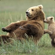 看  我的招牌英雄