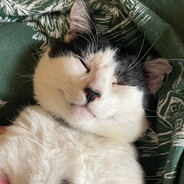 ivanov - steam id 76561198247911202