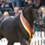 deutsches pferd