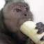 banana muncher