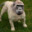 Gog